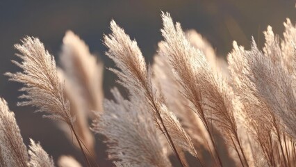 Tall pampas grass with fluffy beige plumes swaying in the breeze at sunset. Concept Pampas grass at golden hour, Wind-swept beige plumes, Sunset light and shadow, Rustic natural textures