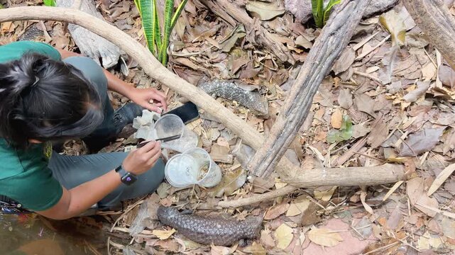 Asian Zookeeper Feeding Blue-Tongue Lizard in Enclosure at Singapore Zoo