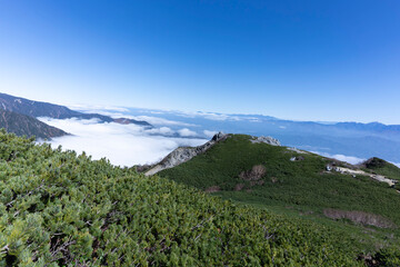 中央アルプス・空木岳の稜線から望む広大な雲海とハイマツの群落