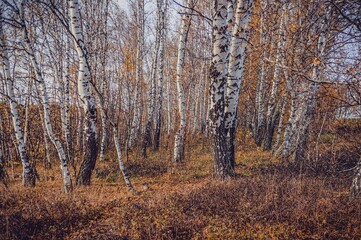 Obraz premium Bright birch forest in late autumn in cloudy weather