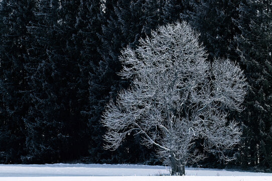 The frozen tree will definitely blossom and once again delight us with its different beauty.