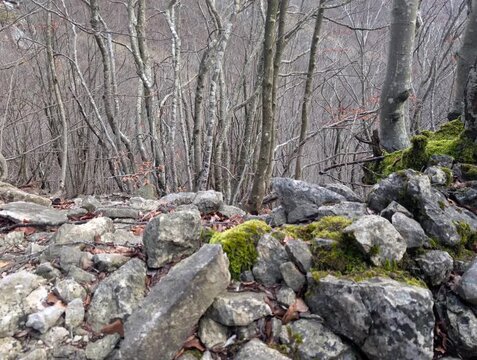 Rocce muschiate in bosco invernale,paesaggio naturale selvaggio e silenzioso