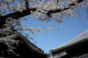 寺院の境内の桜