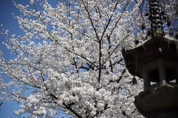 寺院の境内の桜