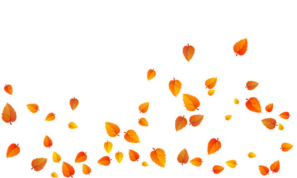 Autumn leaves falling, orange and brown foliage, seasonal design element, isolated on white