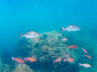キビナゴの大群を襲う迫力あるカンパチ（アジ科）の群れ。
英名学名：Greater Amberjack (Seriola dumerili)
Silver-Stripe Round Herrings (Spratelloides gracilis)
他。
ヒリゾ浜南伊豆町中木
静岡県伊豆半島-2025
日本有数のシュノーケリングスポット。
夏の数カ月間だけ渡し船で行ける。
水質透明度魚影が素晴らしい