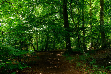 Obraz premium A winding dirt trail meanders through dense green woodland, with sunlight filtering through the canopy and casting intricate shadows on the forest floor.