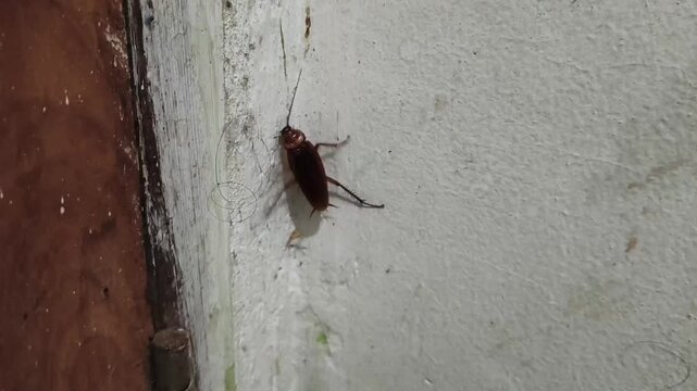 Ultra close-up footage of a cockroach crawling across a white wall surface. Strong visual symbol of infestation, poor hygiene, contamination risk, and urban household problems. Ideal for pest control 