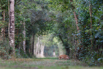 Young Wild boar crossing a forest alley in the morning, Sus scrofa, Sologne, Loiret 45, r&eacute;gion Centre Val de Loire, France, European Union, Europe