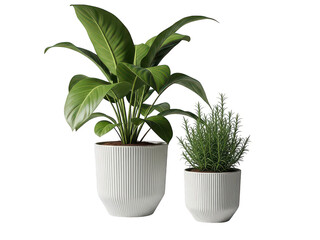 Fototapeta premium Two potted plants isolated on transparent background
