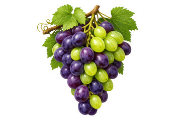 Fototapeta premium Bunch of fresh green and purple grapes with leaves, healthy organic fruit, delicious and sweet. Background is transparent