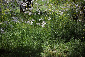 川沿いの土手のセイヨウカラシナとサクラ