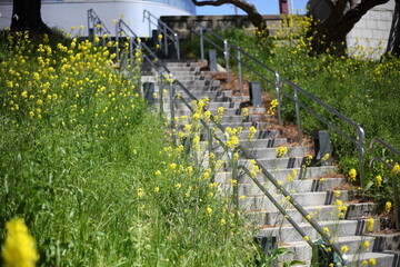 川沿いの土手のセイヨウカラシナと階段