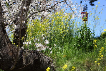 川沿いの土手のセイヨウカラシナとサクラ