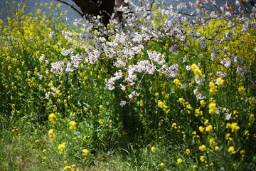 川沿いの土手のセイヨウカラシナとサクラ