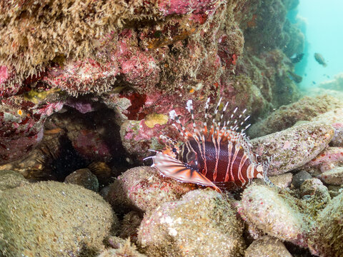 キリンミノ, フサカサゴ科,
Zebra turkeyfish, Dendrochirus zebra, 
他。
ヒリゾ浜南伊豆町中木
静岡県伊豆半島-2025
日本有数のシュノーケリングスポット。
夏の数カ月間だけ渡し船で行ける。
水質透明度魚影が素晴らしい。
