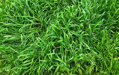 Fototapeta premium fresh green grass, Dense Green Grass Texture Natural Background. Close-up view of dense green grass forming a natural textured background. Vibrant greenery captured outdoors, perfect for environmental