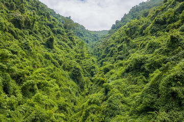 Obraz premium Thick vegetation blankets steep hillsides forming a dramatic gorge in the forests of northern Vietnam. Overcast daylight highlights the lush textures and wild, untamed landscape.