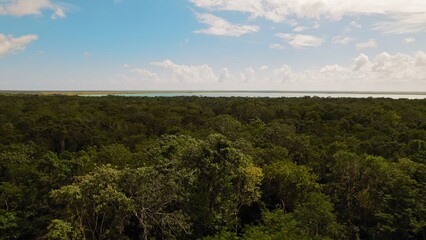 Obraz premium Dense tropical forest stretches toward a blue cenote lagoon in Tulum Mexico.