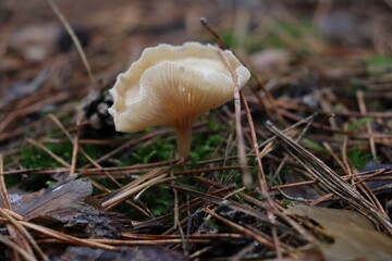 White wild mushroom with visible gills growing on forest floor, macro view.
