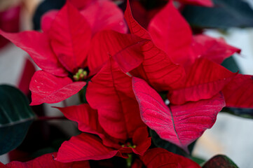 Traditional Christmas flower with red leaves. Festive holiday decoration and winter season concept. Copy space.