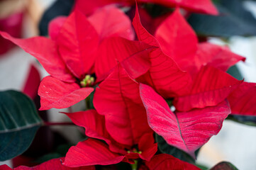 Traditional Christmas flower with red leaves. Festive holiday decoration and winter season concept. Copy space.