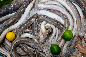 Conger eels on ice.
Fresh seafood and fish market concept. Copy space.