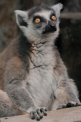 Naklejka premium Ring-Tailed Lemur Portrait Sitting on Wooden Surface