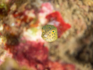 ハコフグ, ハコフグ科, Boxfish, Ostracion immaculatus, ミナミハコフグ, ハコフグ科, Yellow Boxfish, Ostracion cubicus,幼魚yg ,  他。 ヒリゾ浜南伊豆町中木 静岡県伊豆半島-2025 日本有数のシュノーケリングスポット。 夏の数カ月間だけ渡し船で行ける。 水質透明度魚影が素晴らしい。  © d3_plus