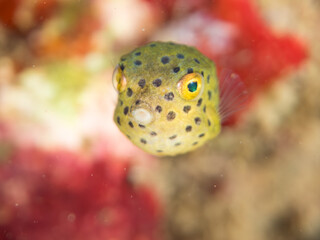 ハコフグ, ハコフグ科, Boxfish, Ostracion immaculatus, ミナミハコフグ, ハコフグ科, Yellow Boxfish, Ostracion cubicus,幼魚yg ,  他。 ヒリゾ浜南伊豆町中木 静岡県伊豆半島-2025 日本有数のシュノーケリングスポット。 夏の数カ月間だけ渡し船で行ける。 水質透明度魚影が素晴らしい。  © d3_plus