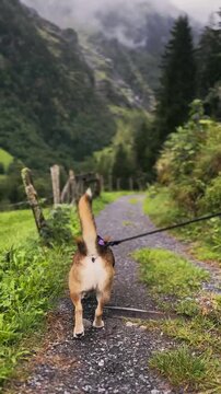 Following Dog Along Green Alpine Trail.

Follow-me style shot of a dog walking ahead on a green alpine trail with Swiss mountains in the background.