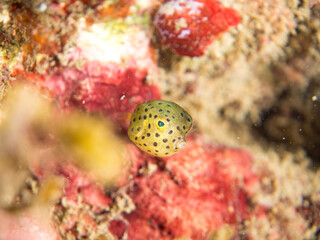 ハコフグ, ハコフグ科, Boxfish, Ostracion immaculatus, ミナミハコフグ, ハコフグ科, Yellow Boxfish, Ostracion cubicus,幼魚yg ,  他。 ヒリゾ浜南伊豆町中木 静岡県伊豆半島-2025 日本有数のシュノーケリングスポット。 夏の数カ月間だけ渡し船で行ける。 水質透明度魚影が素晴らしい。  © d3_plus