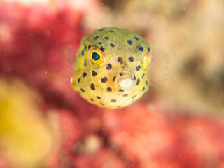 ハコフグ, ハコフグ科, Boxfish, Ostracion immaculatus, ミナミハコフグ, ハコフグ科, Yellow Boxfish, Ostracion cubicus,幼魚yg ,  他。 ヒリゾ浜南伊豆町中木 静岡県伊豆半島-2025 日本有数のシュノーケリングスポット。 夏の数カ月間だけ渡し船で行ける。 水質透明度魚影が素晴らしい。  © d3_plus