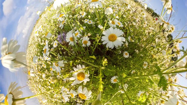Daisy field panorama sprawling meadow of white flowers under a blue sky with a creative tiny planet effect
