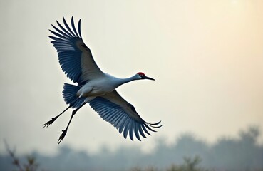 Obraz premium Sarus crane flies with wide wings spread. This large bird has a long neck and red head. It has long legs and is white with blue gray flight feathers. Its natural habitat is Asia.