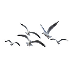 Fototapeta premium Flock of seagulls flying freely in the sky.