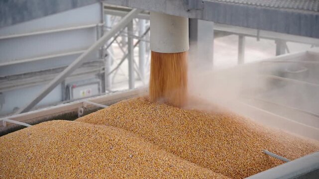Bulk corn grain loading process at a modern grain elevator with railroad transportation. Agricultural supply chain, grain logistics, harvest handling and food industry infrastructure.