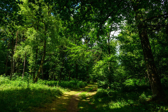 A narrow dirt trail curves gently beneath a dense canopy of vibrant green trees, with sunlight streaming through the leaves and casting bright patches on the forest floor.