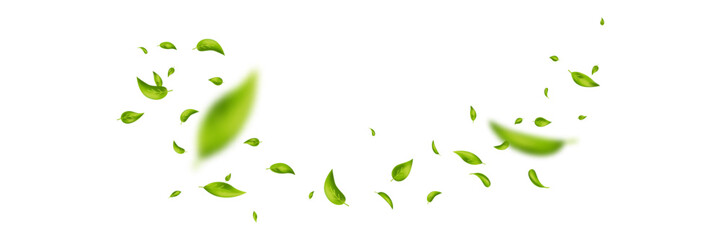 Green flying leaves banner. Leaf falling frame. Wave foliage ornament. Vegan, eco, organic product. Cosmetic pattern. Spring tree plant design. Fresh mint tea background. Air wind. Vector illustration © Liubov