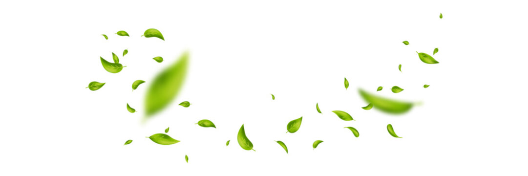 Green flying leaves banner. Leaf falling frame. Wave foliage ornament. Vegan, eco, organic product. Cosmetic pattern. Spring tree plant design. Fresh mint tea background. Air wind. Vector illustration