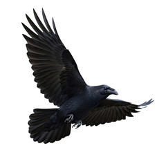 Fototapeta premium Majestic Black Raven in Flight with Wings Spread Against a Clean White Background.