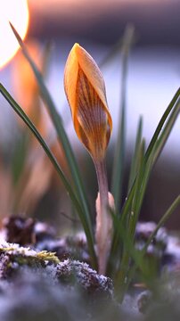 Close-up of spring crocus flowers in a field at sunset. Smooth camera movement, blurred golden sun on background. Vertical