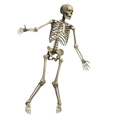 Standing human skeleton bones skeletal isolated on a transparent background