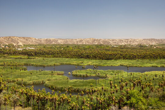 Lush Santiago Oasis Surrounded by Palm Trees in Baja California Sur, Mexico