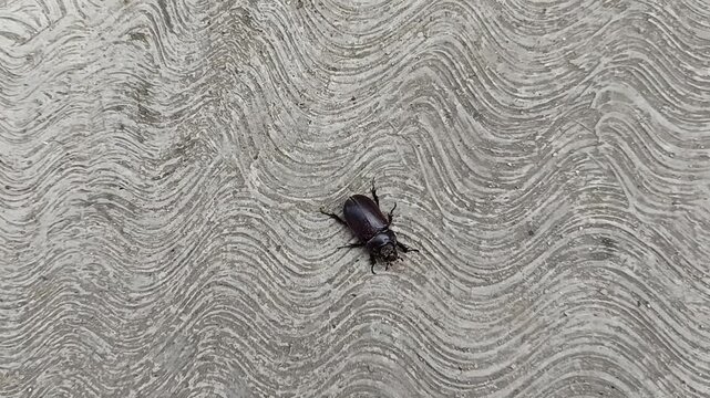 High-angle shot of a Black Asiatic Rhinoceros Beetle (Oryctes rhinoceros) crawling on a grey wavy-patterned concrete surface.