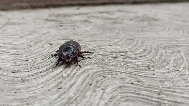 a Black Asiatic Rhinoceros Beetle (Oryctes rhinoceros) crawling slowly on a textured grey concrete floor.