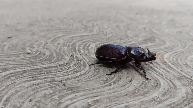 Close-up shot of a Black Asiatic Rhinoceros Beetle (Oryctes rhinoceros) crawling slowly on a textured grey concrete floor.