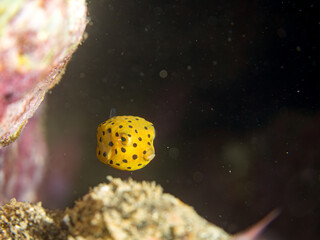 ミナミハコフグ, ハコフグ科, Yellow Boxfish, Ostracion cubicus, ハコフグ, ハコフグ科, Boxfish, Ostracion immaculatus, 幼魚yg ,  他。 ヒリゾ浜南伊豆町中木 静岡県伊豆半島-2025 日本有数のシュノーケリングスポット。 夏の数カ月間だけ渡し船で行ける。 水質透明度魚影が素晴らしい。  © d3_plus