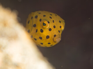 ミナミハコフグ, ハコフグ科, Yellow Boxfish, Ostracion cubicus, ハコフグ, ハコフグ科, Boxfish, Ostracion immaculatus, 幼魚yg ,  他。 ヒリゾ浜南伊豆町中木 静岡県伊豆半島-2025 日本有数のシュノーケリングスポット。 夏の数カ月間だけ渡し船で行ける。 水質透明度魚影が素晴らしい。  © d3_plus