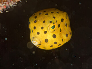 ミナミハコフグ, ハコフグ科, Yellow Boxfish, Ostracion cubicus, ハコフグ, ハコフグ科, Boxfish, Ostracion immaculatus, 幼魚yg ,  他。 ヒリゾ浜南伊豆町中木 静岡県伊豆半島-2025 日本有数のシュノーケリングスポット。 夏の数カ月間だけ渡し船で行ける。 水質透明度魚影が素晴らしい。  © d3_plus